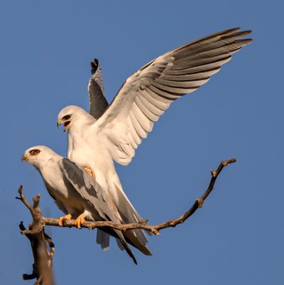 white tailed kites mating