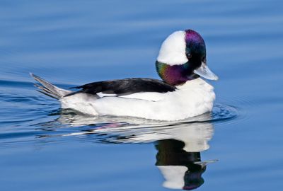 Bufflehead (drake)