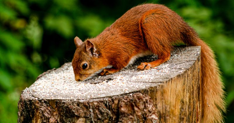 Fab squirrel pic.jpg