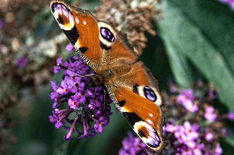 Peacock butterfly on buddleia.jpg