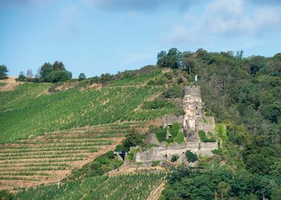 Rhine River
