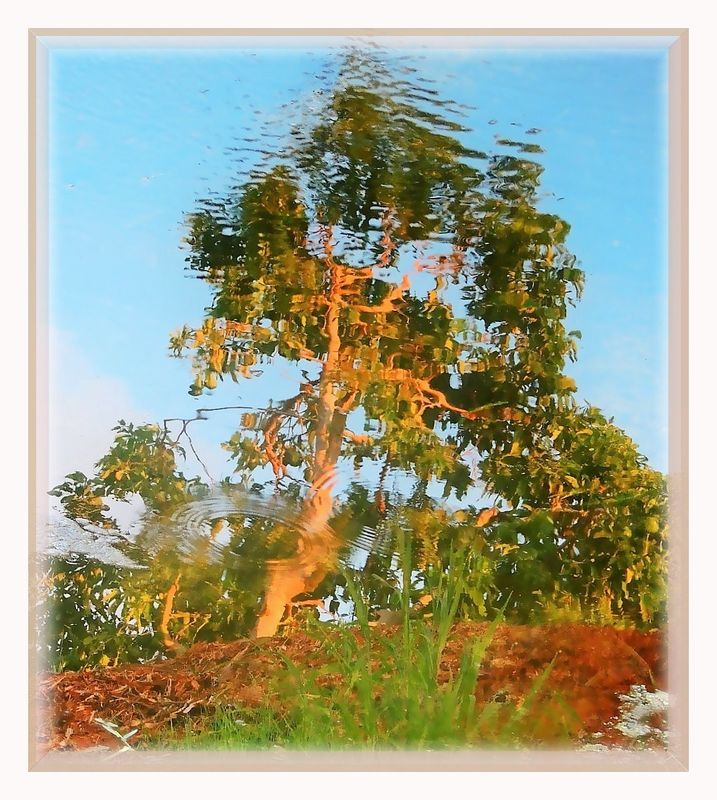 Reflection-avocado tree