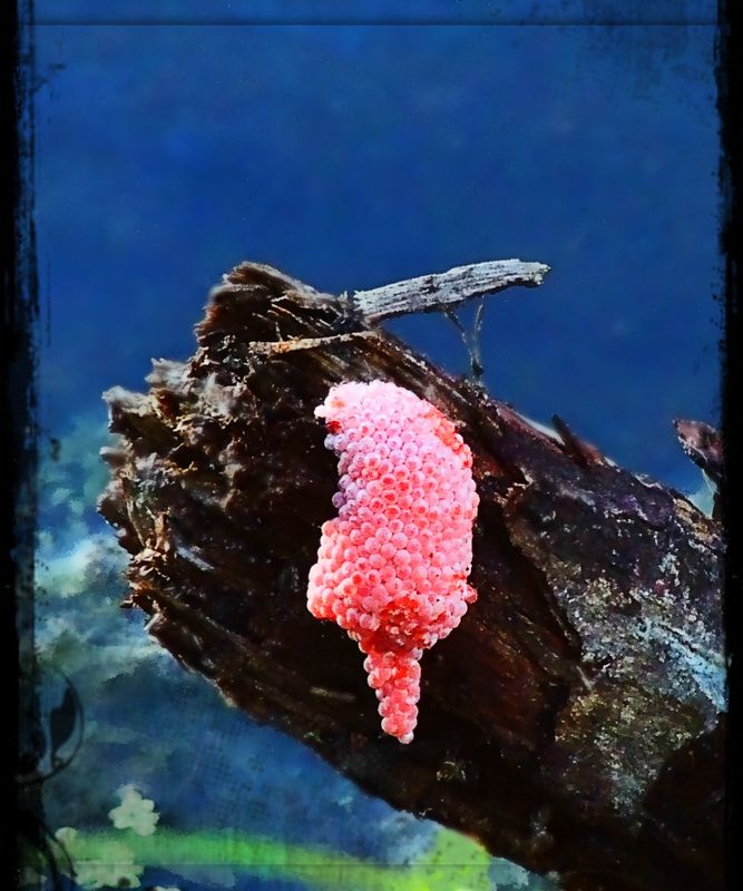 Apple snail eggs