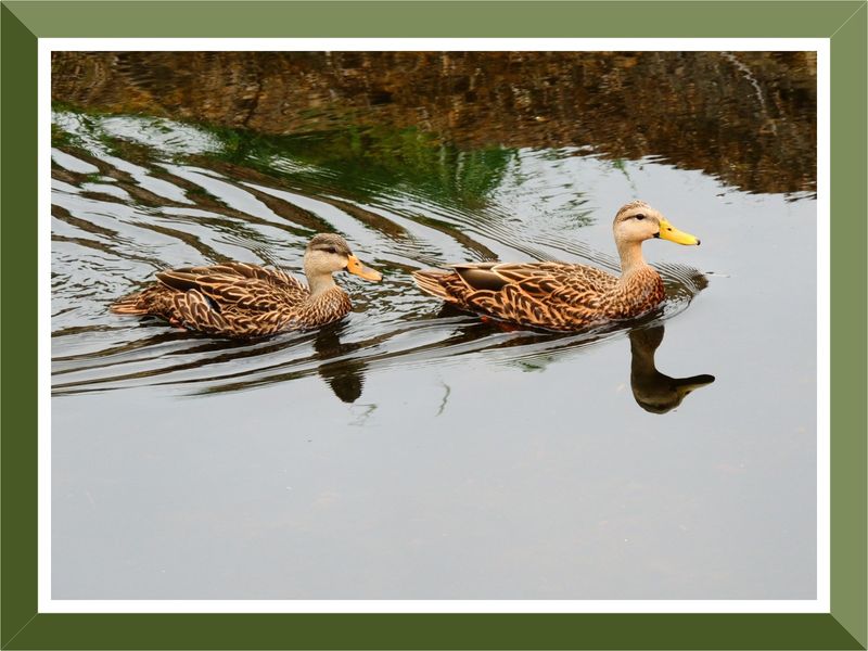 Mottled ducks