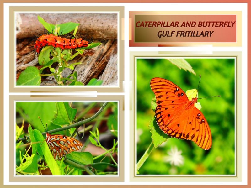 Gulf Fritillary Butterfly and Caterpillar