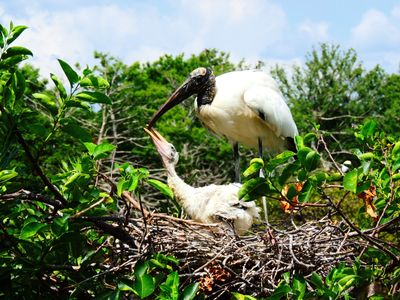 2025-06-09 Wakodahatchee, Wood Stork
