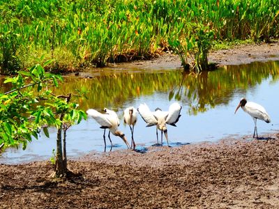 2025-06-09 Wakodahatchee, Wood Stork