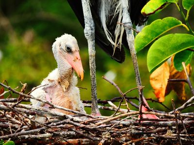 2025-05-26 Wakodahatchee, Wood Stork