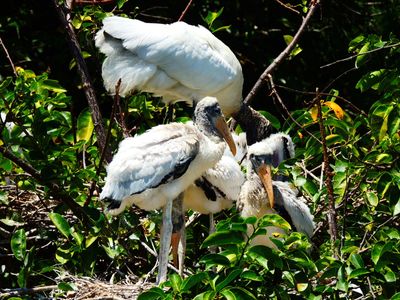 2025-05-19 Wakodahatchee, Wood Stork