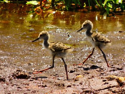2025-06-09 Wakodahatchee, Black-necked Stilt Chickens