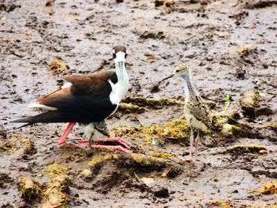 2025-06-09 Wakodahatchee, Black-necked Stilt