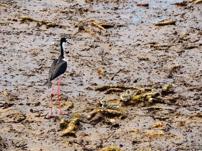 2025-06-09 Wakodahatchee, Black-necked Stilt