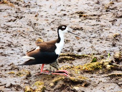 2025-06-09 Wakodahatchee, Black-necked Stilt