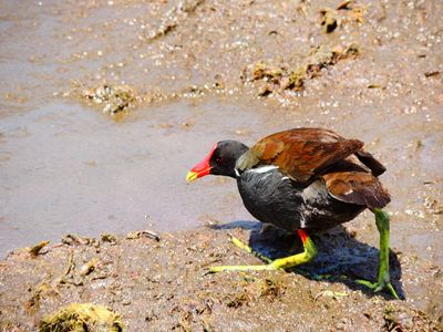 2025-06-09 Wakodahatchee, Common Gallinule