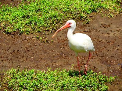 2025-06-09 Wakodahatchee, White Ibis