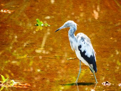 2025-05-26 Wakodahatchee, Little Blue Heron