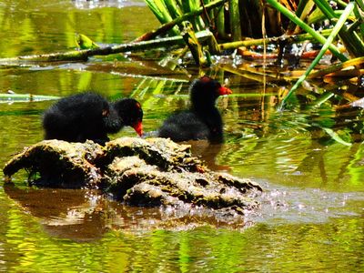 2025-06-09 Wakodahatchee, Common Gallinule