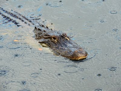 2025-05-26 Wakodahatchee, Alligator