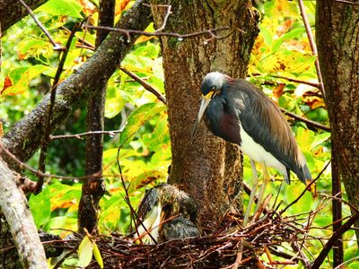 2025-05-26 Wakodahatchee, Tricolored Heron