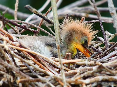 2025-06-16 Wakodahatchee, Tri-colored Heron chicken