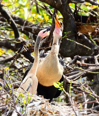 2025-06-16 Wakodahatchee, Anhinga