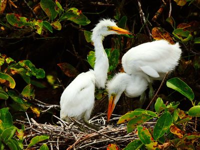 2025-05-26 Wakodahatchee, Great Egret