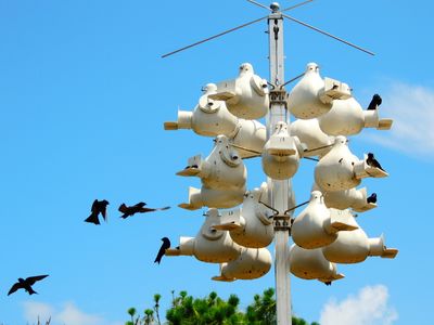 2025-05-26 Wakodahatchee, Purple Martins