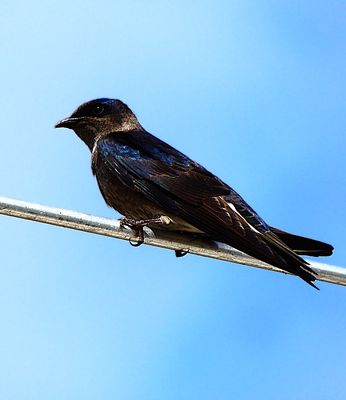 2025-01-26 Purple Martin, Wakodahatchee 