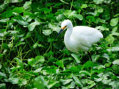 2025-01-26 Snowy Egret, Wakodahatchee