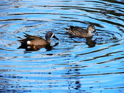2025-01-26 Blue-winged Teal, Wakodahatchee