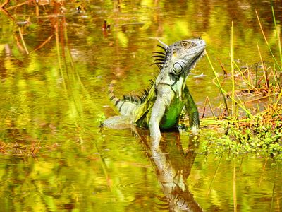2025-05-26 Wakodahatchee, Green Iguana