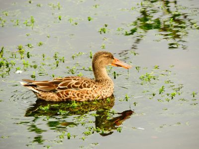 2024-11-18 Wakodahatchee, Northern Shoveler
