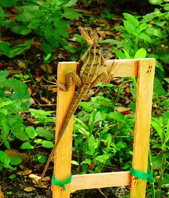 2025-06-09 Green Cay, Brown Basilisk female