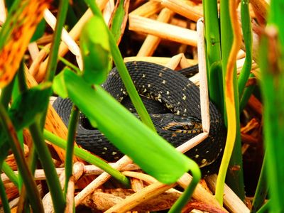2025-03-30 Green Cay, Watersnake