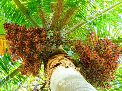 2025-06-16 Green Cay, Palm Fruit