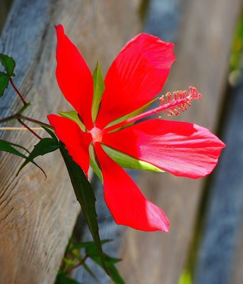 2025-06-16 Green Cay, Scarlet Hibiscus