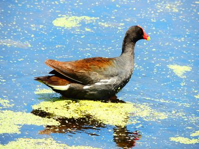 2025-05-26 Green Cay, Common Gallinule