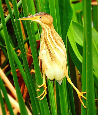 2025-03-30 Green Cay, Least Bittern
