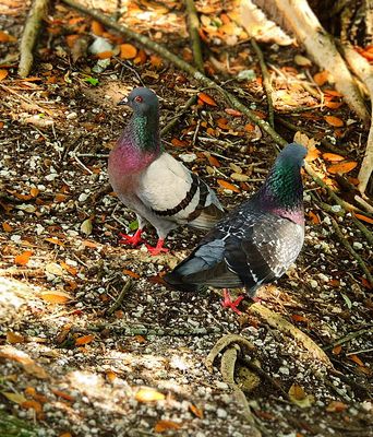 2024-03-18 Wakodahatchee, Rock Pigeons