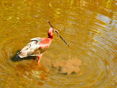2024-03-18 Wakodahatchee, Glossy Ibis.