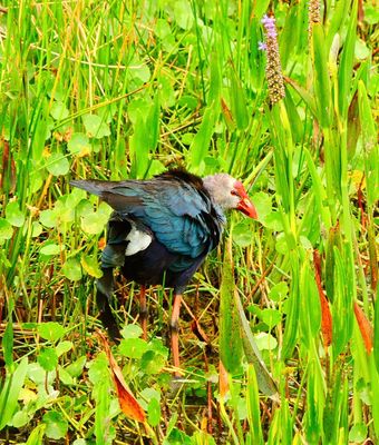 2024-04-08 Wakodahatchee, Gray-headed Swamphen