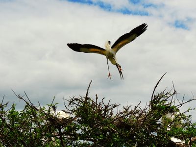 2024-04-08 Wakodahatchee, Wood Stork