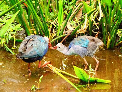 2024-07-21 Wakodahatchee, Gray-headed Swamphen