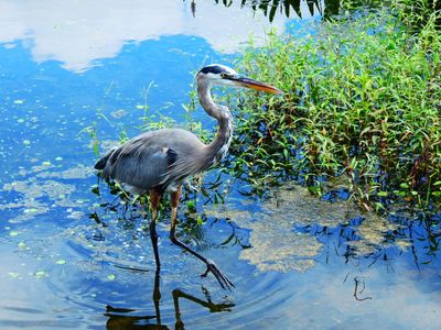 2024-09-16 Wakodahatchee, Great Blue Heron
