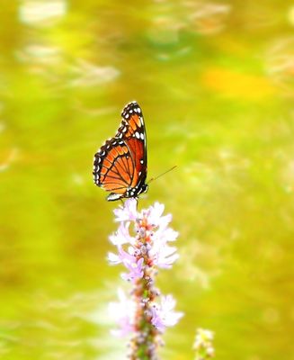 2024-09-16 Wakodahatchee, Viceroy