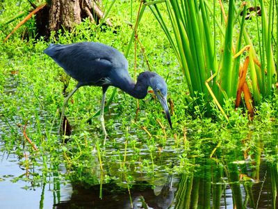 2024-10-13 Wakodahatchee, Little Blue Heron