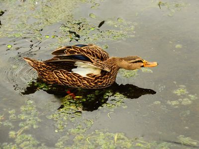 2024-11-18 Wakodahatchee, Mottled Duck
