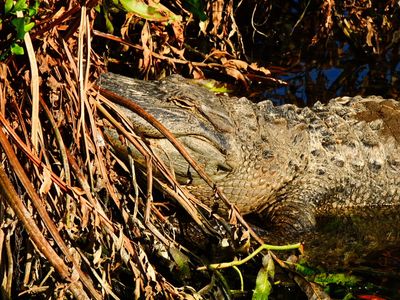 2025-01-06 Wakodahatchee, Alligator