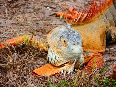 2025-01-26 Wakodahatchee, Green Iguana