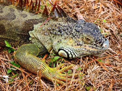 2025-01-26 Wakodahatchee, Green Iguana